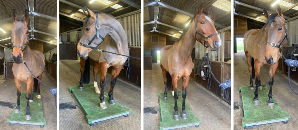 Horse modelling from different angles
