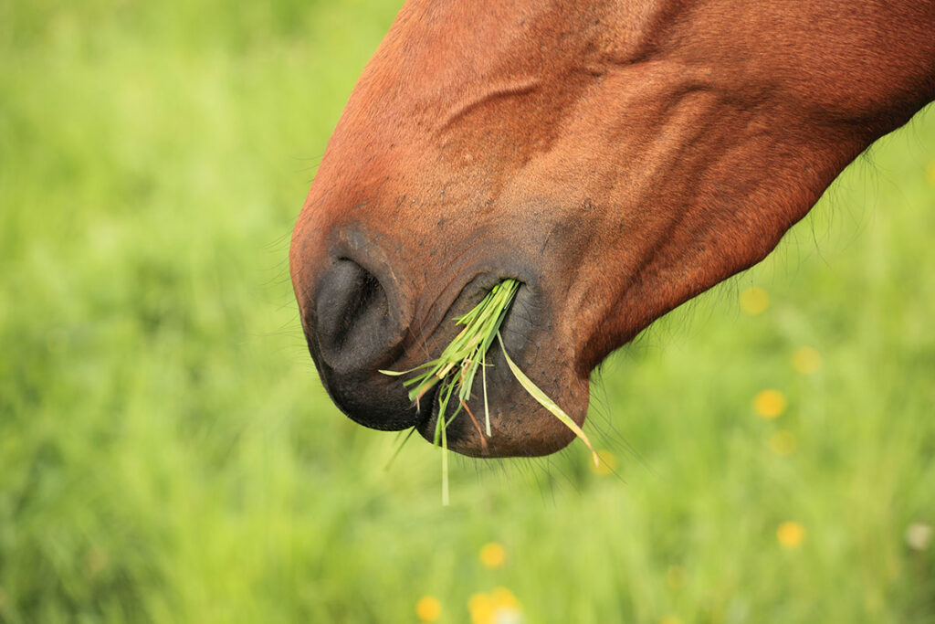 horse eating grass