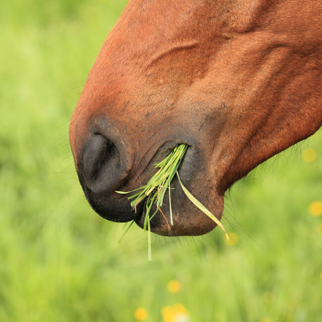 horse eating grass
