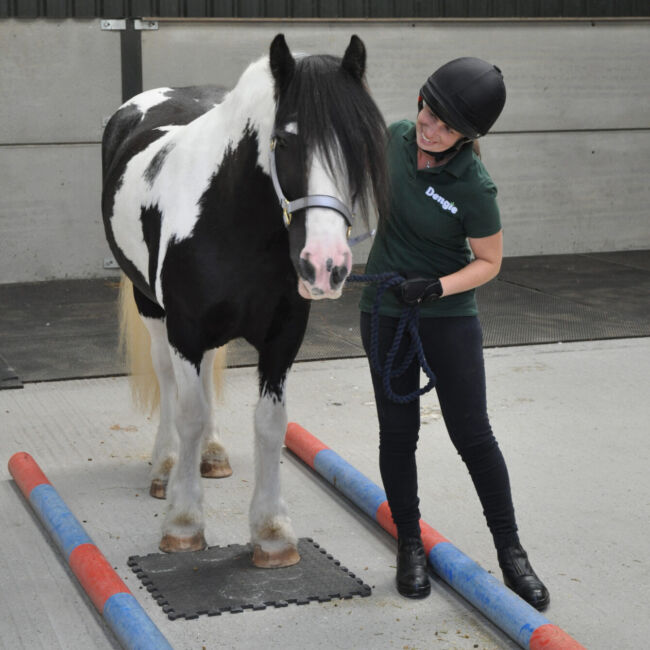 Horse being rewarded