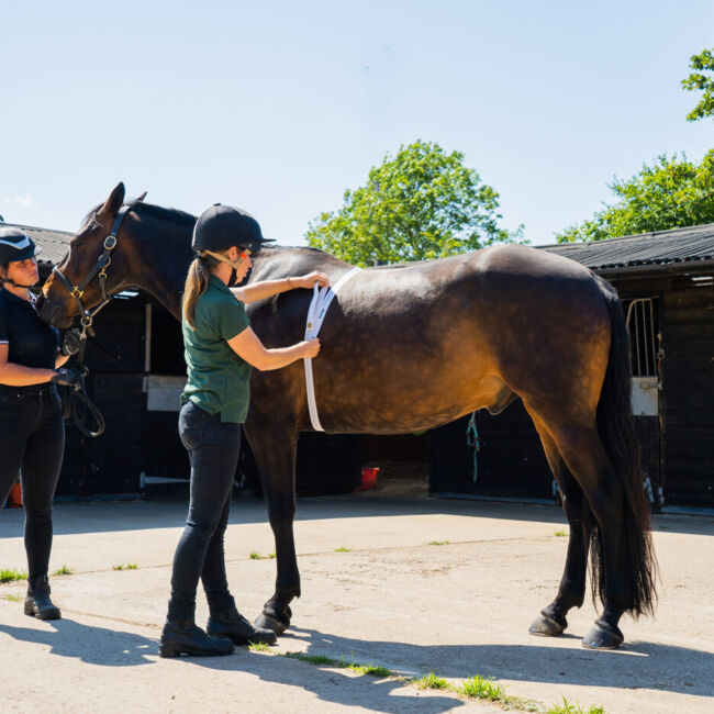 Nutritionist weigh taping a horse