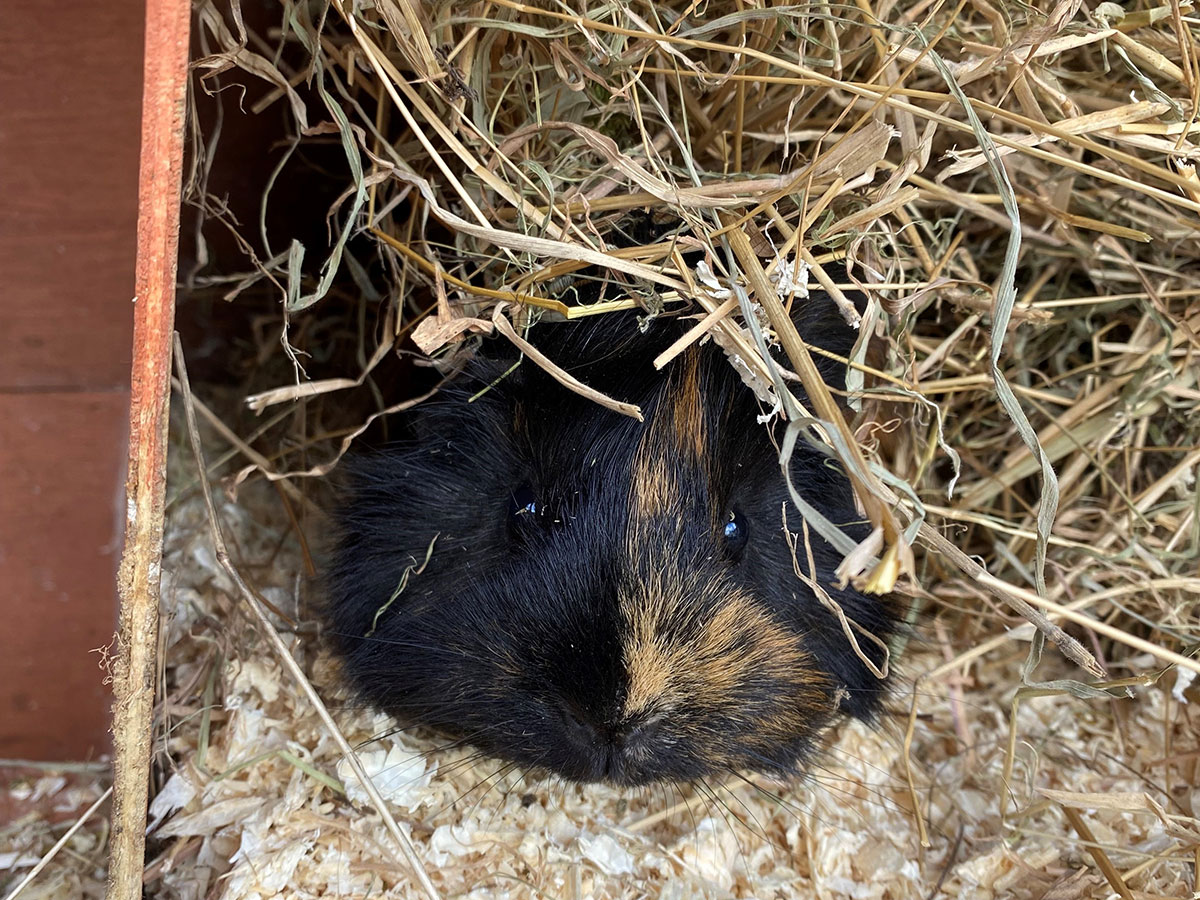 Guinea pig snuggled under hay