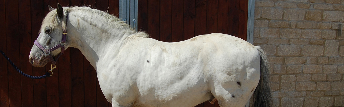overweight horse