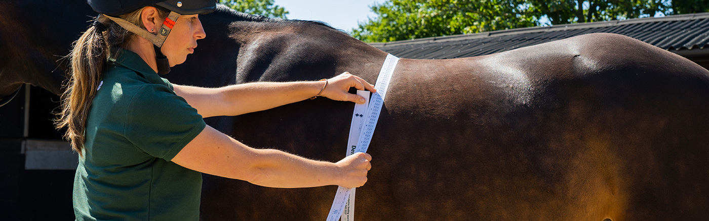 weigh taping a horse
