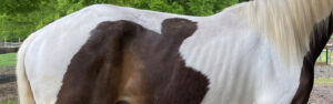 Underweight horse