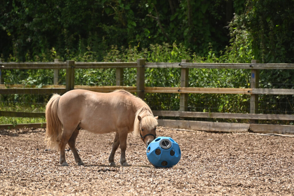 Pony in woodchip paddock