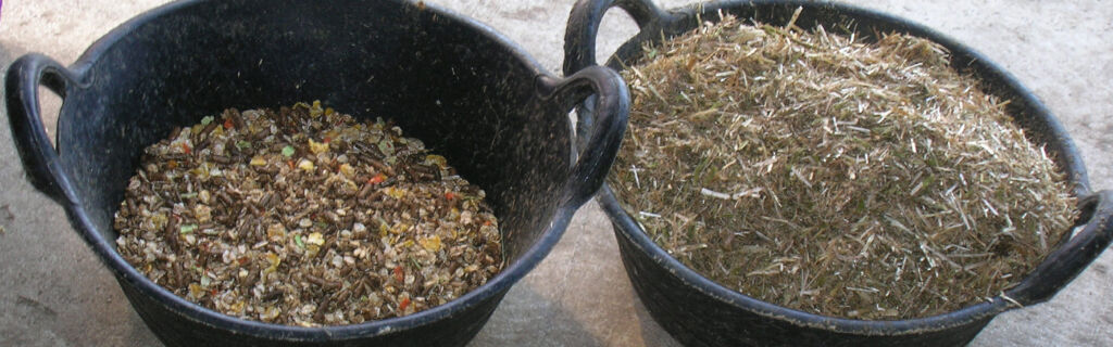 Buckets of horse feed