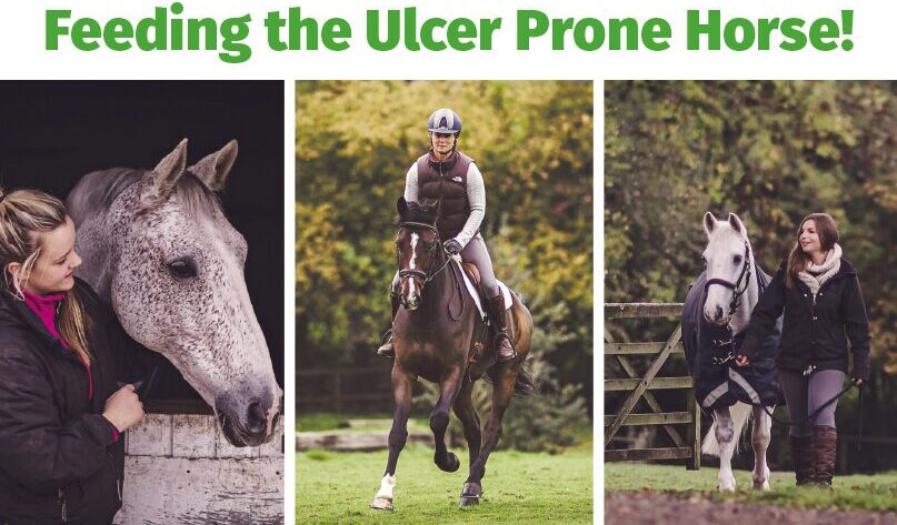 Feeding the ulcer prone horse banner