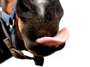 horse licking lips