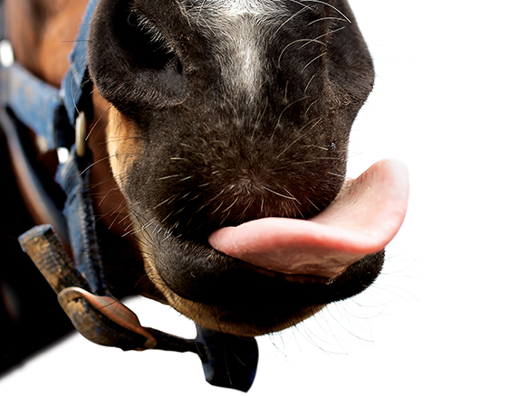 horse licking lips