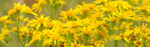 poisonous plants hero banner