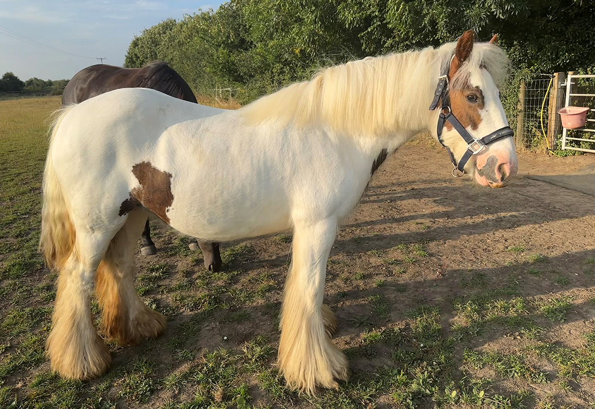 Horse standing field