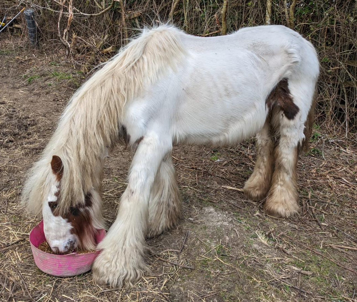 Underweight horse eating from bucket in field