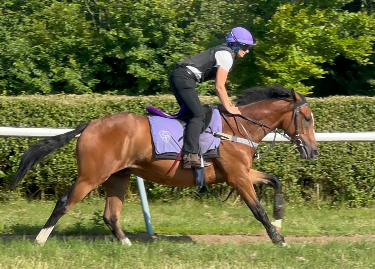 Racehorse training on the gallops