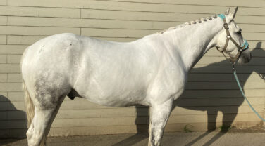 Horse standing