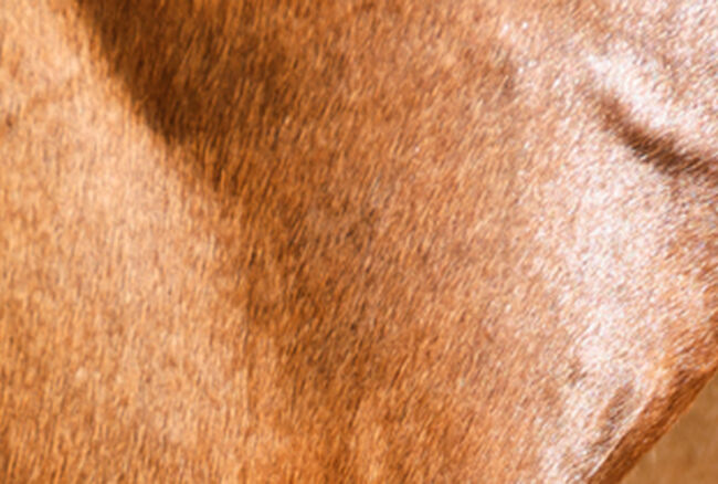 Close up of horses leg and muscle