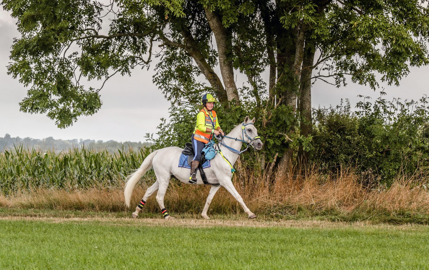 Endurance Horse