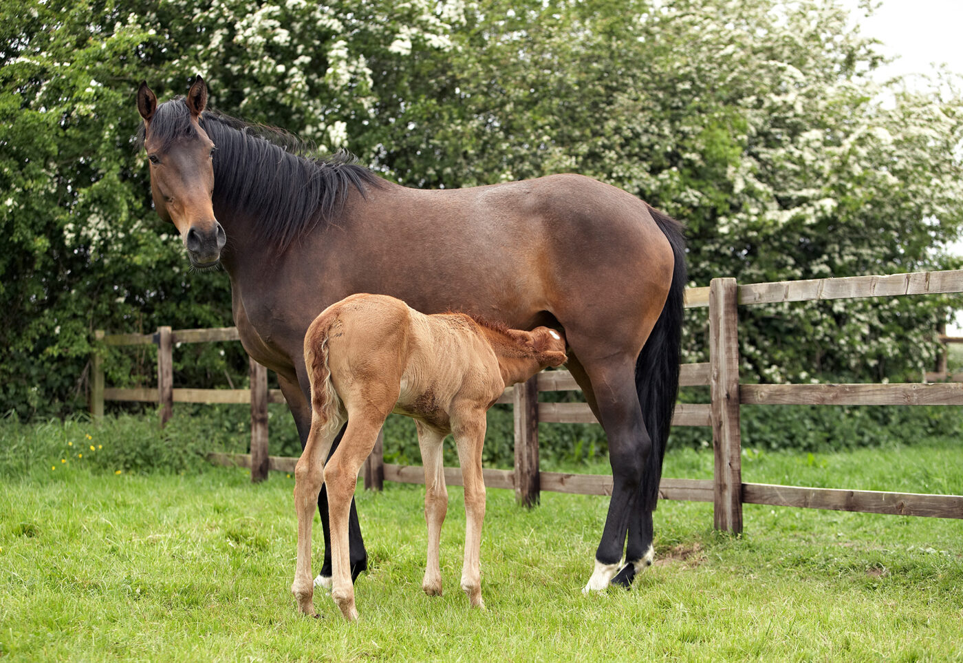 mare with foal at foot