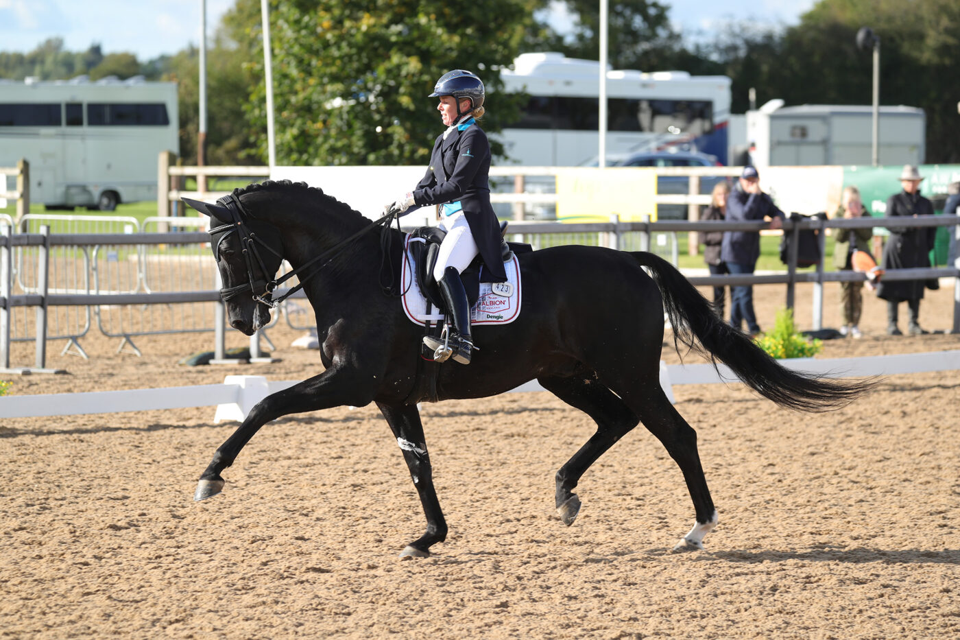 Dressage horse