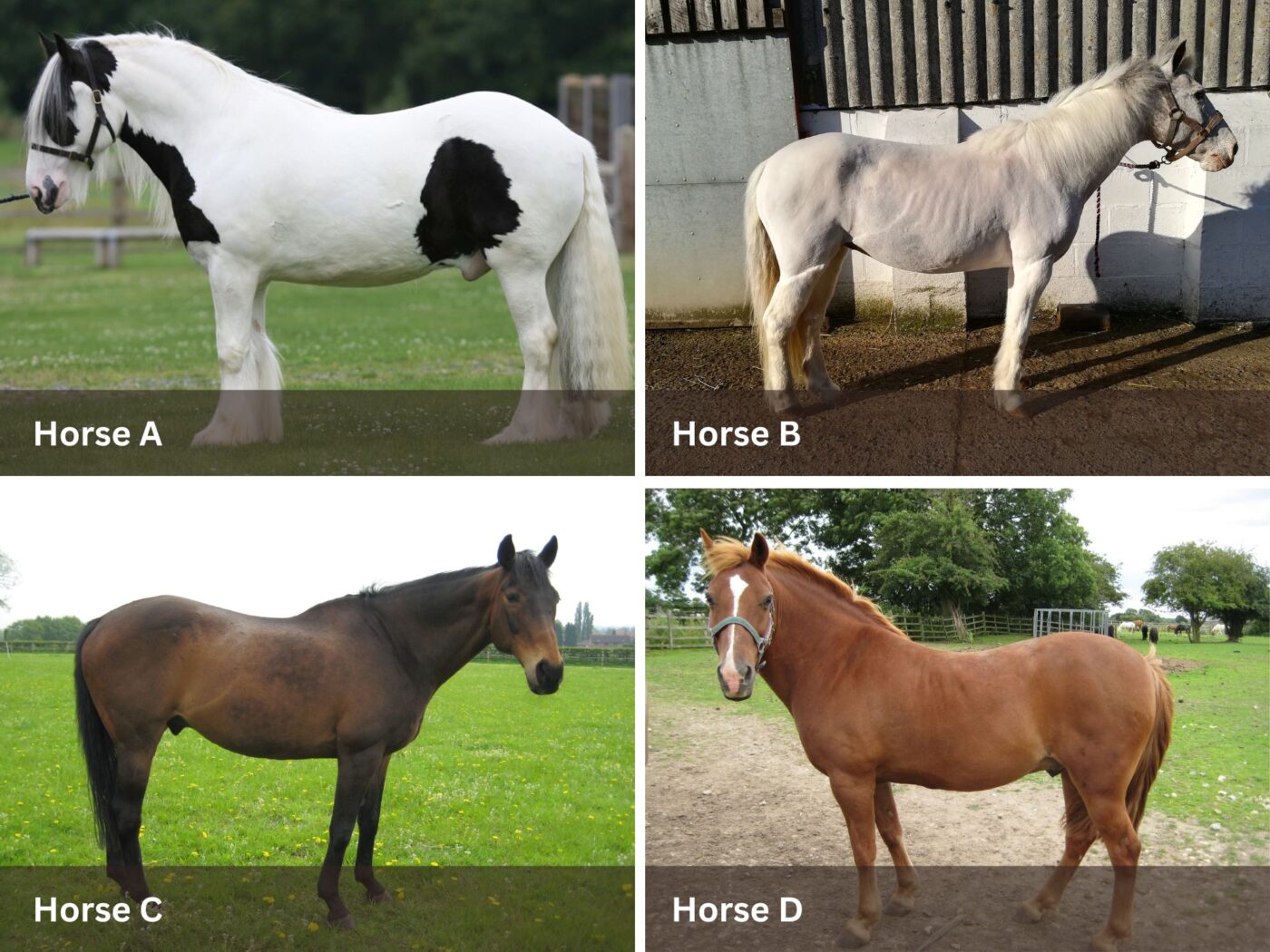 Selection of different horses