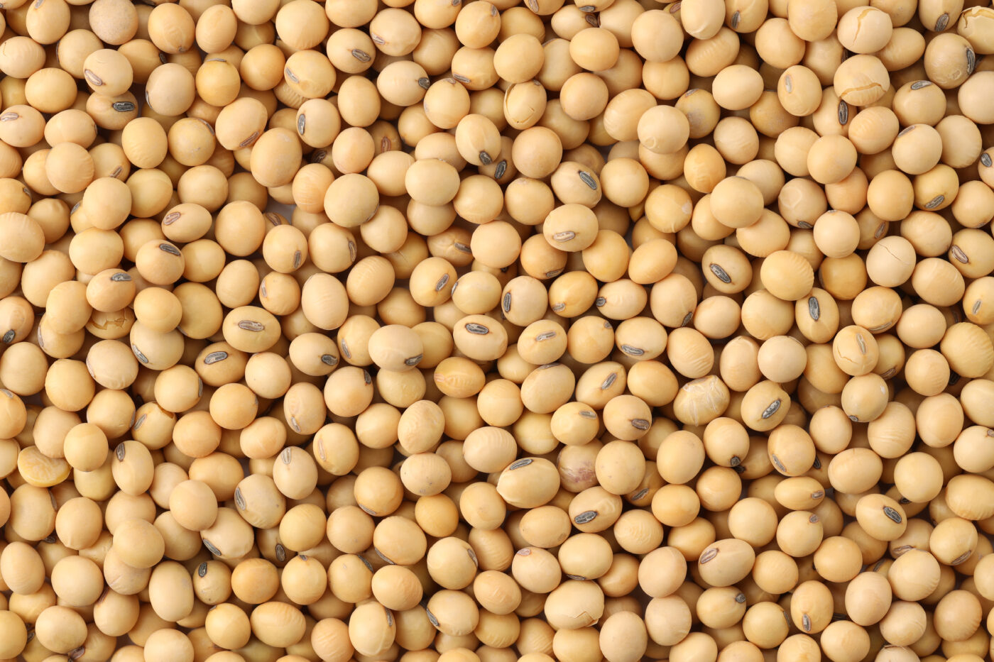 soya beans