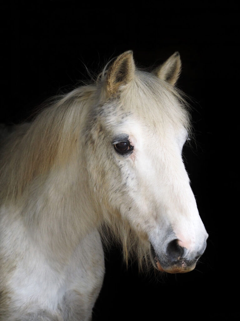 senior pony