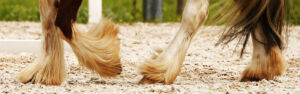 Horses legs