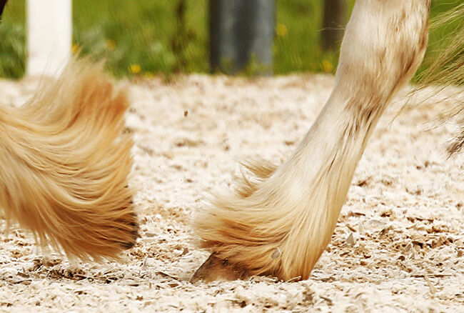 Horses legs
