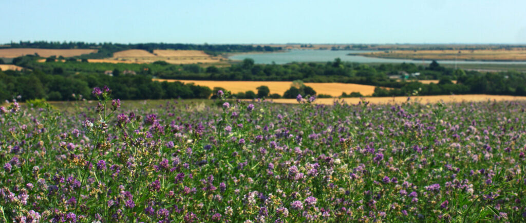 alfalfa field in flower