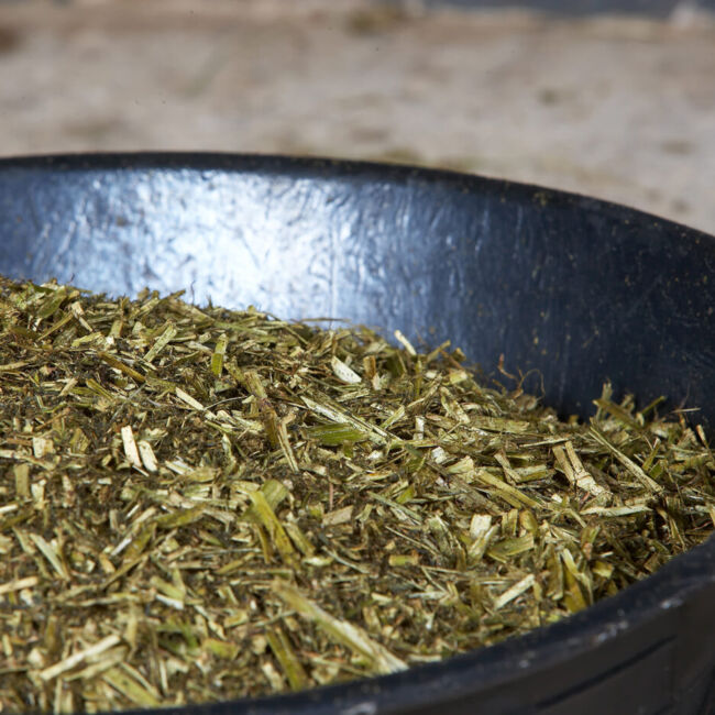 chopped alfalfa in a bucket