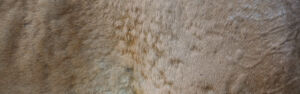 horse with hives