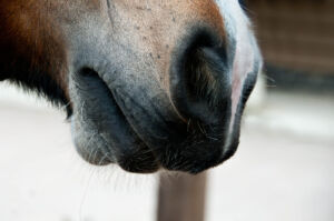 horses nose