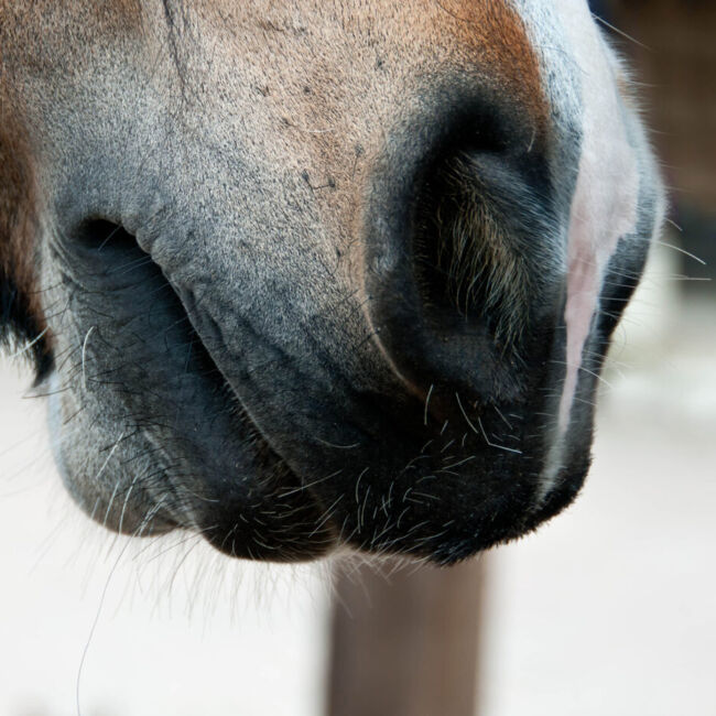 horses nose