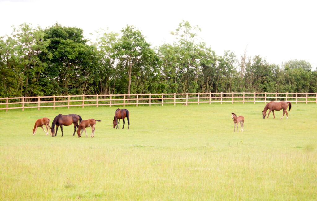 broodmares and foals in field