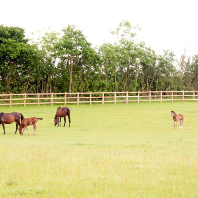 broodmares and foals in field
