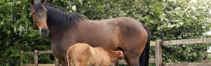 Broodmare and foal