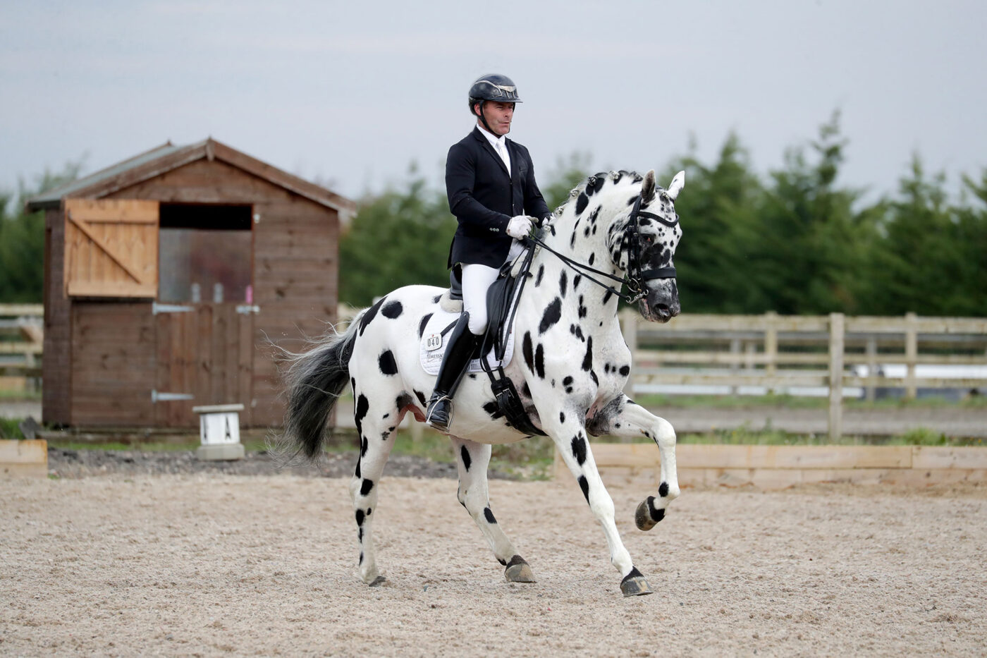 stallion competing in dressage