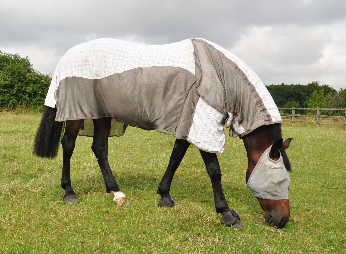 Horse grazing wearing a fly rug