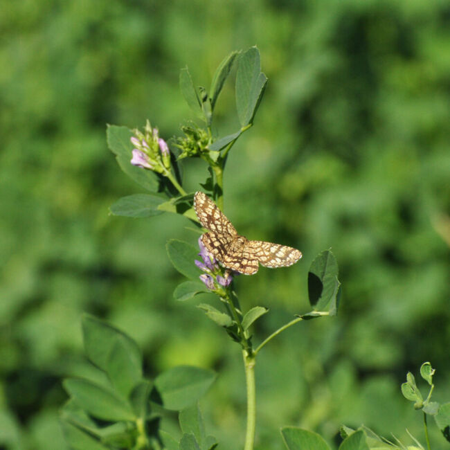 lattice heath moth on alfalfa plant