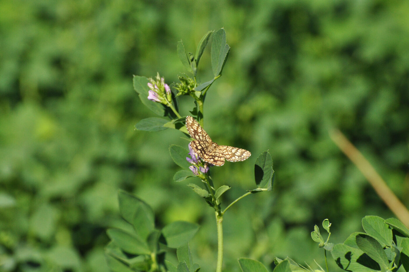lattice heath moth on alfalfa plant