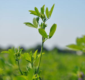 alfalfa plant