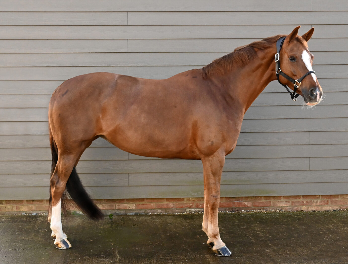 Horse standing
