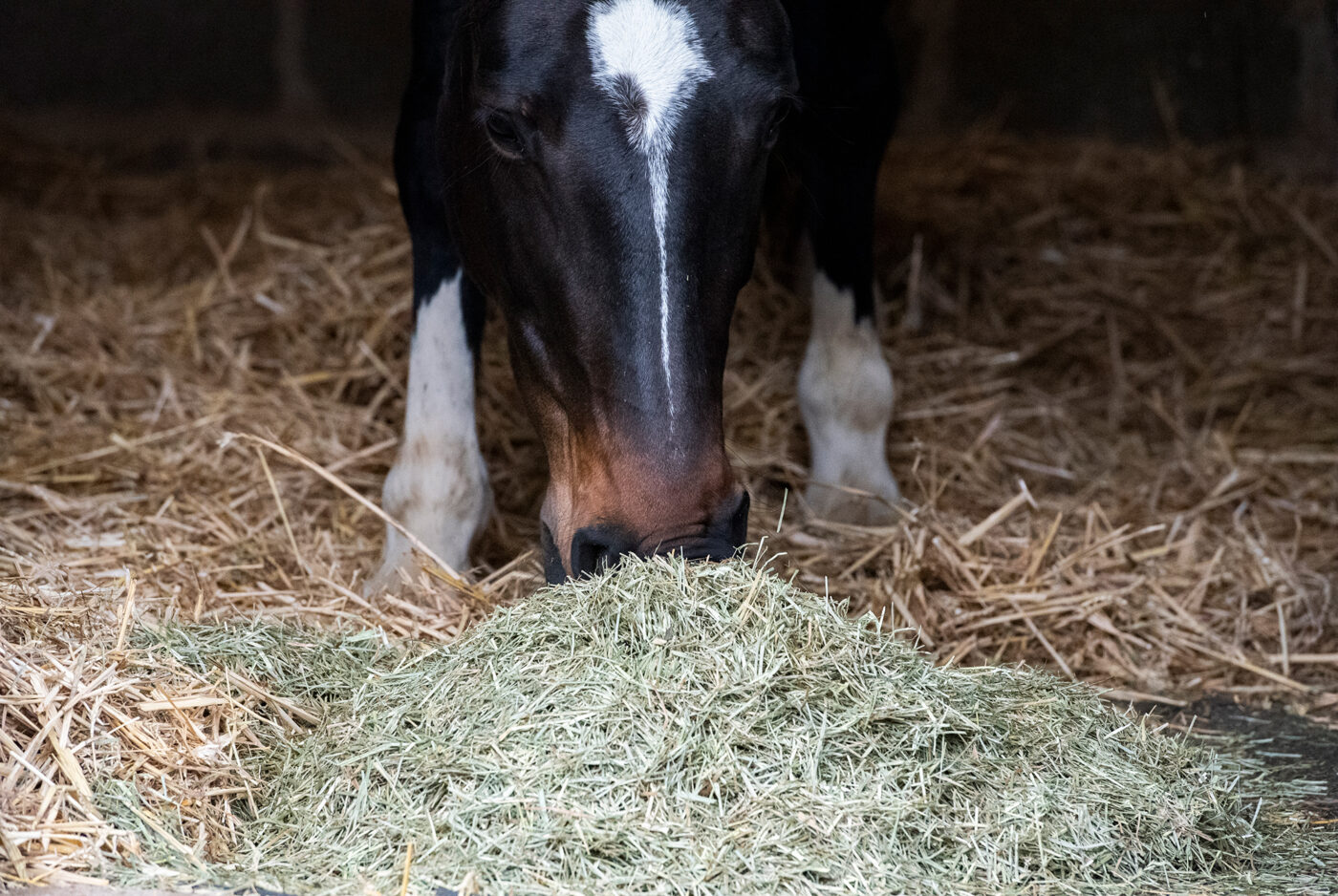 horse eating