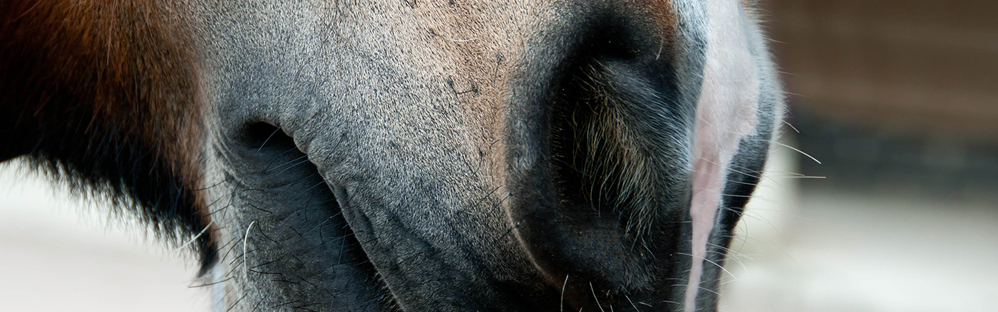 Close up of horses nose