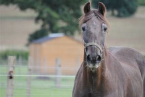 old horse