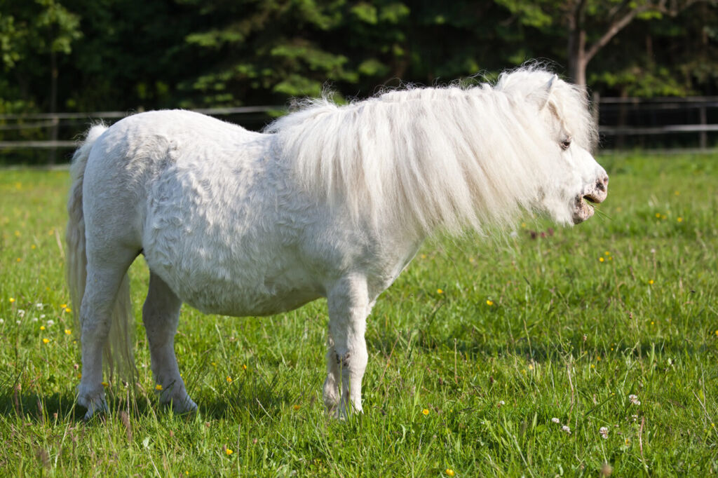 shetland with curly coat