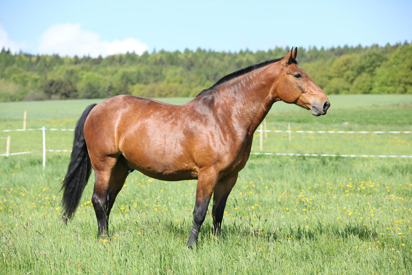 overweight stallion