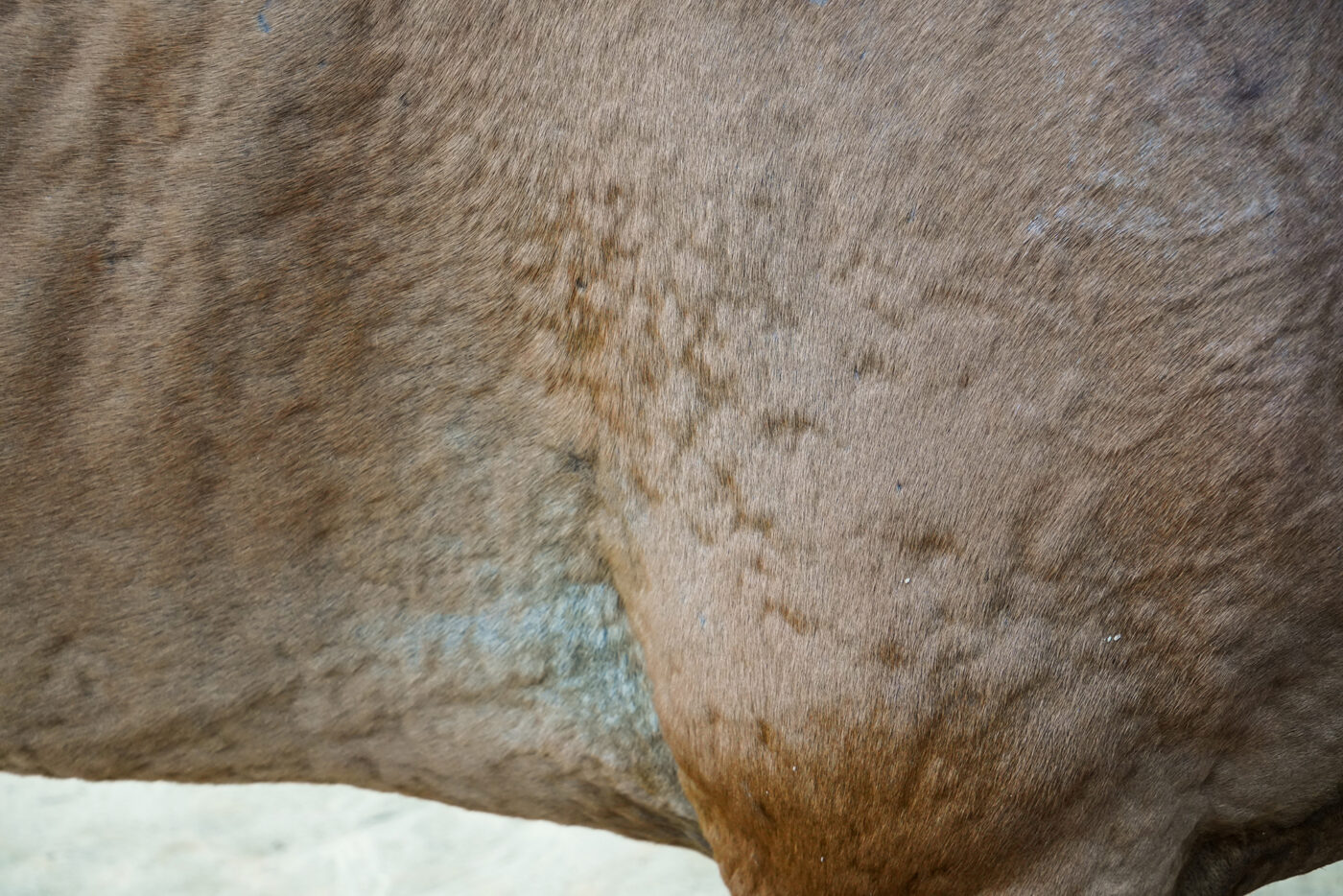 horse with hives