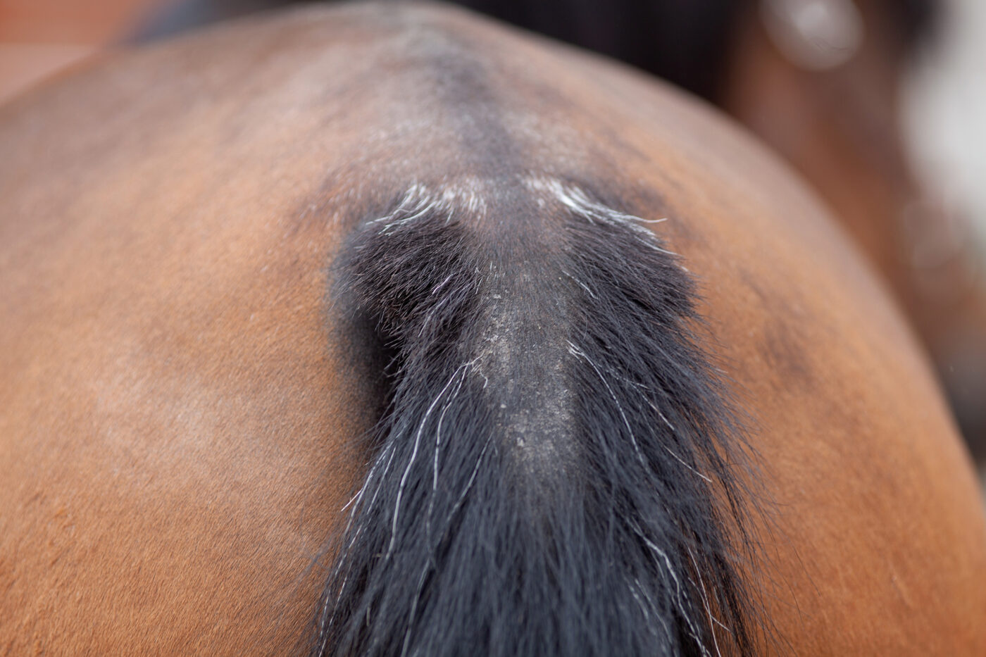 horse sweetitch