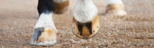 horses hooves